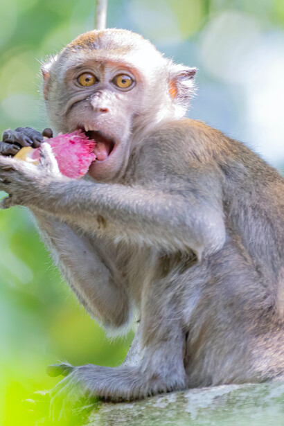 Le scimmie per maturare queste capacità metacognitive non hanno bisogno di essere istruite verbalmente