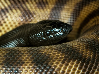 O barman serviu-me mais umas Heinekens e disse que no deserto em redor não faltavam serpentes daquelas