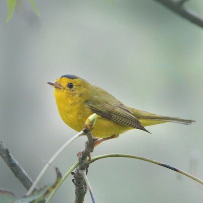 Cardellina pusilla (Reinita de Wilson), reside en todo Estados Unidos y migra en el invierno a México y Centro América