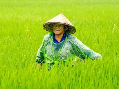 Rice paddies in Vietnam