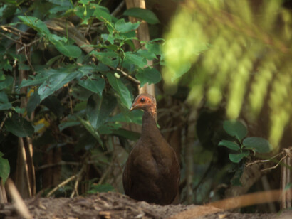 Megapode in Great Nicobar, a unique and endangered species, will be further threatened by 'development' © Pankaj Sekhsaria