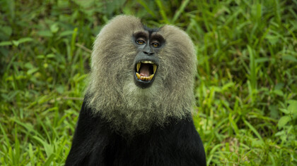 Alarm cries are intended to ward off predators 