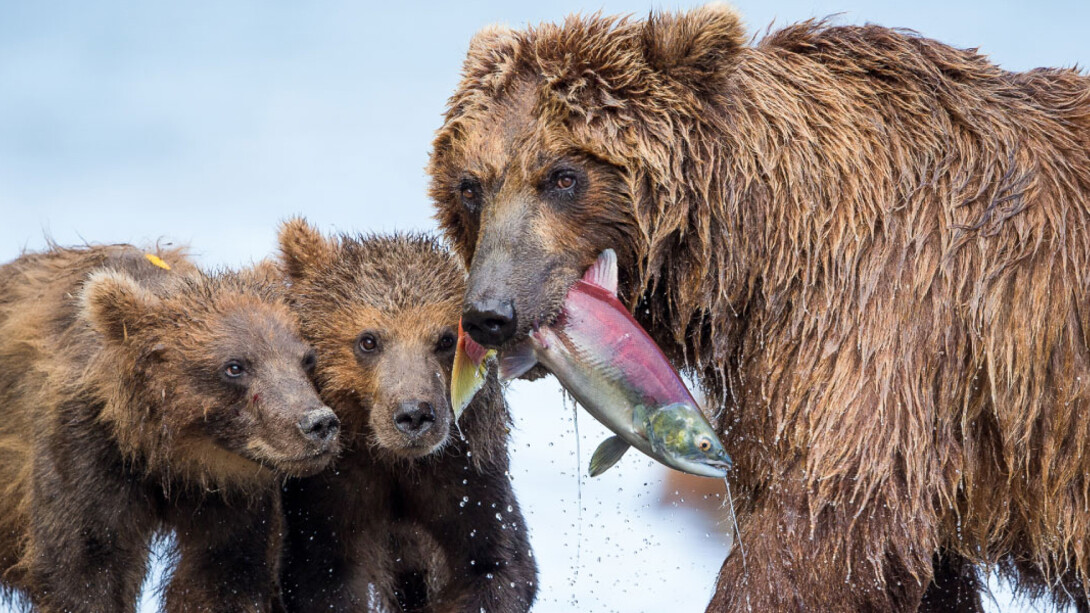 Wildlife Photographer of the Year. Courtesy of Royal BC Museum
