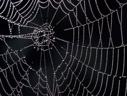 Acercamiento a una tela de araña