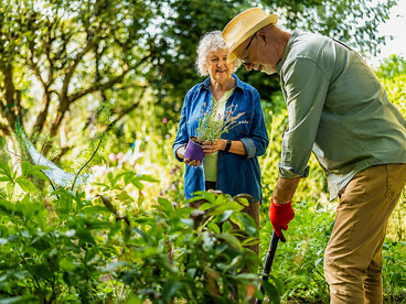 Happy senior couple working in a lush garden, demonstrating healthy aging through outdoor activity and shared hobbies