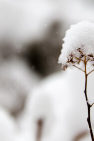 La neve