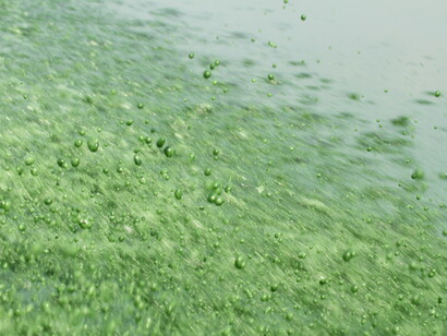 Águas contaminadas por cianobactérias tóxicas nas lagoas da baixada de Jacarepaguá no entorno do parque olímpico