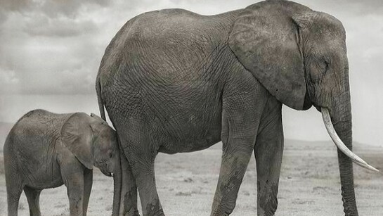 Nick Brandt, Elephant Mother with Baby at Leg, Amboseli, 2012, Courtesy of the Artist and Hasted Kraeutler, NYC.