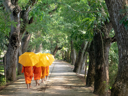 Buddhist monks walking peacefully between the trees with umbrellas