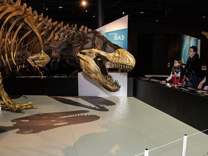T. rex. Courtesy of American Museum of Natural History