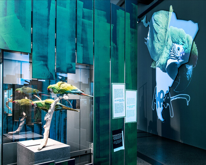 Macaws. Courtesy of Museum für Naturkunde