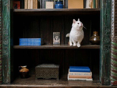 Gato blanco sentado en una biblioteca
