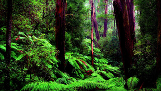 La foresta amazzonica