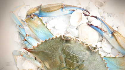 Granchio blu. Originario delle coste atlantiche americane, è arrivato in Italia con l’acqua di zavorra delle navi, che contiene le sue larve, passando da un habitat all’altro