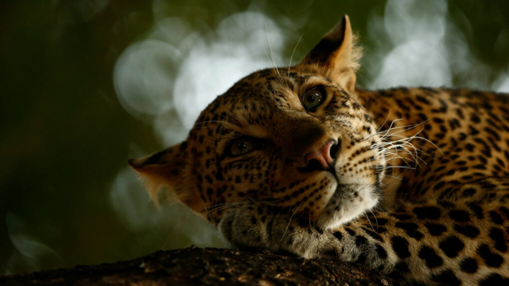 Wildlife Photographer of the Year. Courtesy of ANMM