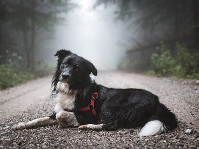 Un can descansa en la Reserva Natural Nacional Gut's Hell en Třinec, República Checa