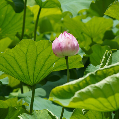 Flor de lotus. Confiar na vida e nas relações é confiar que podemos agir como se os outros não fossem nos ferir