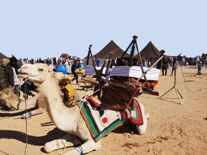 Exhibición de camellos con motivo de la celebración del 40 aniversario de la República Árabe Saharaui Democrática, en 2016