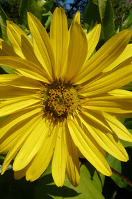 Silphium perfoliatum L.