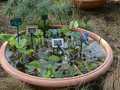 Piante acquatiche ad Harborea