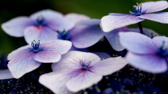 Renée Vivien, la Musa delle Violette