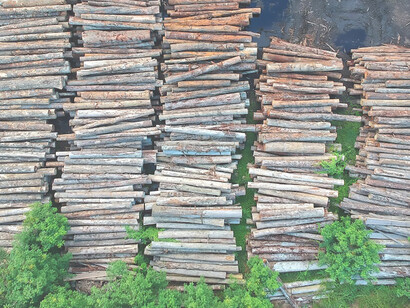 From above, an arresting perspective reveals the aftermath of tree felling, underscoring the impact of deforestation