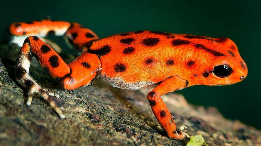 Esemplare di rana freccia velenosa arancione e nera
