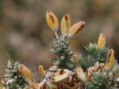 Gorse, Keyhaven Marshes, ph. Gehan de Silva Wijeyeratne