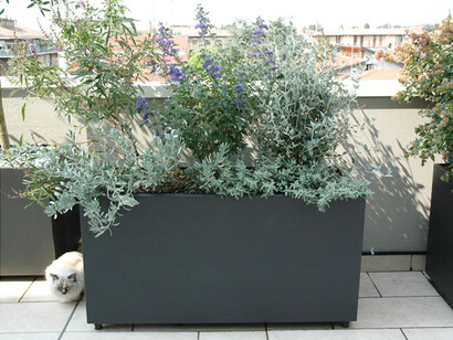 Gruppo di piante a foglia grigia