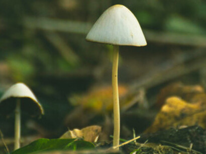 Psilocybe cubensis growing in natural conditions; widely used in microdosing and psychedelic research