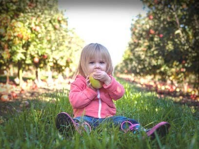 A happy and healthy toddler having some fruit fun in a farm; the vagus nerve, the longest cranial nerve, plays a significant role in gut-brain communication