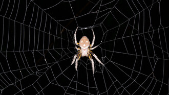 Una araña en su tela