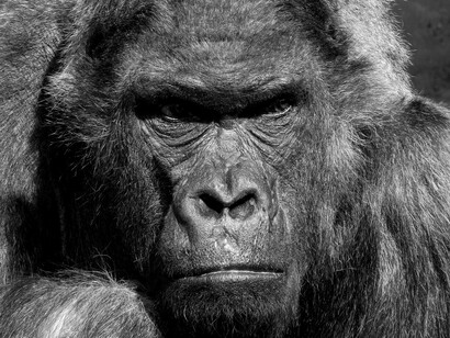 Noi e loro apparteniamo allo stesso Ordine zoologico