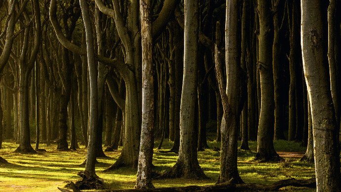 Woodlands. Courtesy of Bernheimer Fine Art