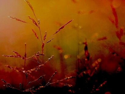 Maravillarse ante una brizna 