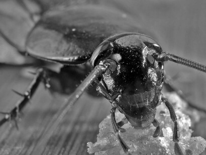 El miedo patológico a las cucarachas se denomina blatofobia