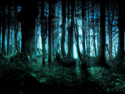 Il bosco di notte