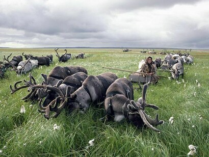 Nenets draught reindeer graze during a rest stop on their autumn migration. Yamal, north west Siberia. (1993)