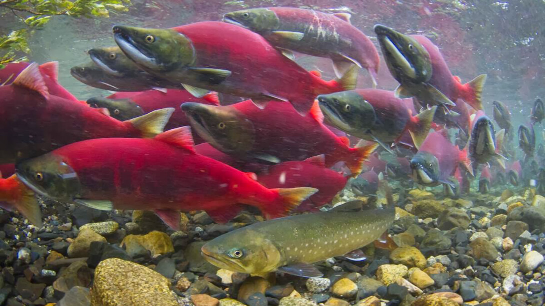 Il salmone rosso, Oncorhynchus nerka