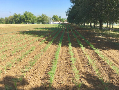 En este acto «Agricultura biodinámica: por qué es algo serio», se presentaron ejemplos de aplicaciones biodinámicas exitosas en Italia y en áreas de crisis
