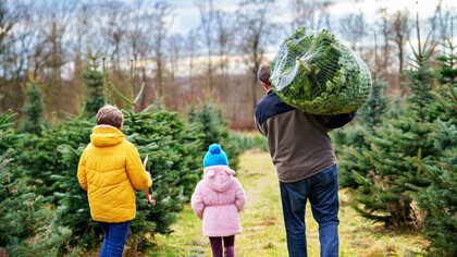 Una familia escoge un pino navideño, símbolo tradicional de estas fiestas decembrinas