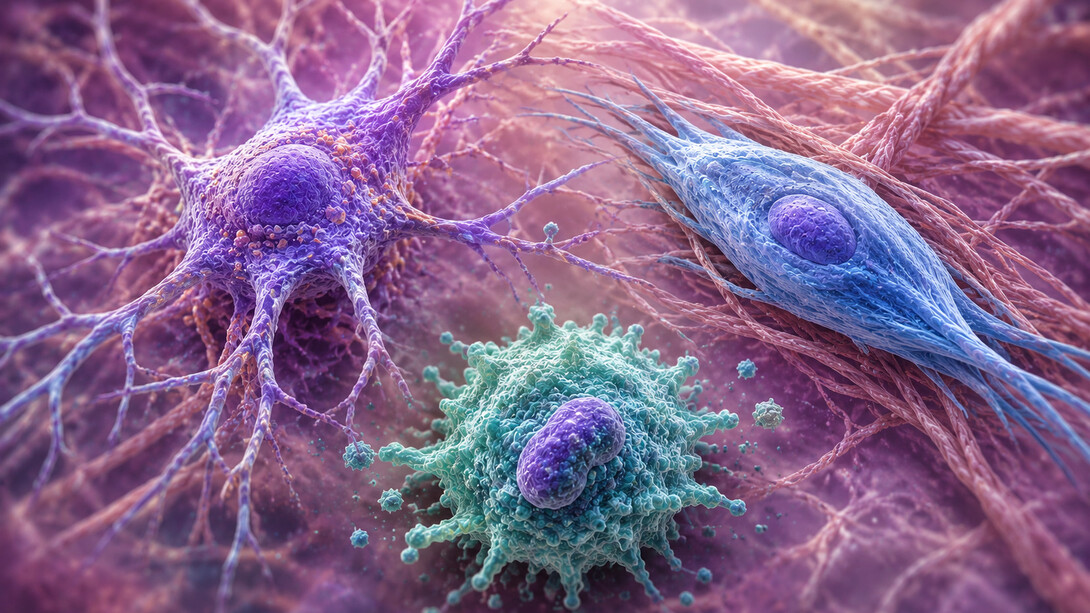 Mikroumgebung: Zu diesen Zellen gehören Pankreas-Sternzellen, Fibroblasten, Makrophagen und andere Immunzellen, Endothelzellen sowie Nerven des autonomen Nervensystems. Bild: Pankreas-Sternzelle (violett), Makrophage (grün) und Fibroblast (blau)