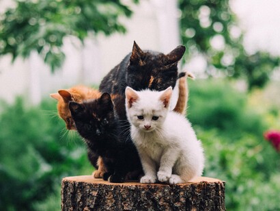Gatos de diferentes pelagens permanecem juntos sobre um tronco, em meio à vegetação de um jardim. A cena evoca a antiga proximidade entre os felinos e o ambiente humano — uma relação que começou de maneira prática, mas acabou transformando os gatos em companheiros inseparáveis de nossa história