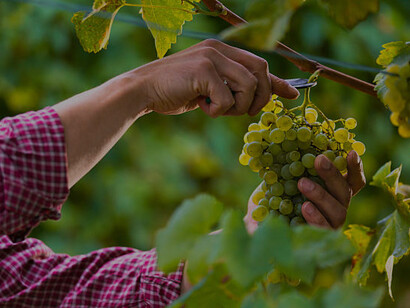 Hands carefully picking white grapes from lush vines in Calabria, Italy's picturesque vineyards