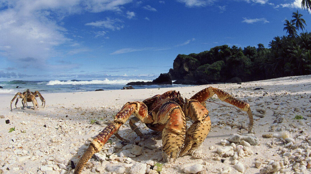 Il granchio del cocco