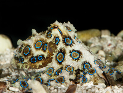  Il polpo dagli anelli blu