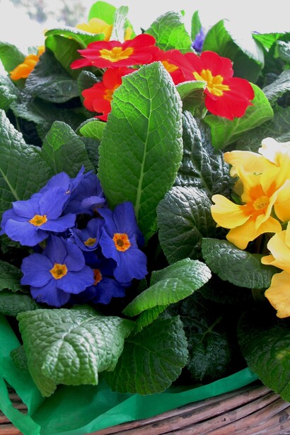 Primula (cultivar colorate)