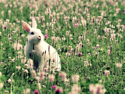 Un conejo entre las flores