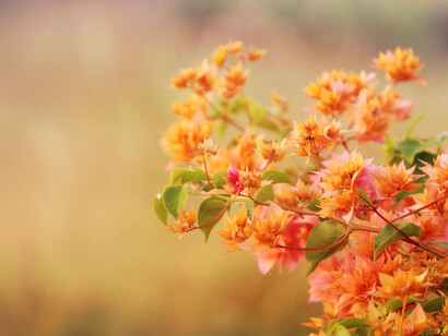 Change with the seasons of life