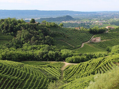 Le Colline del Prosecco nel trevigiano e le coltivazioni intensive